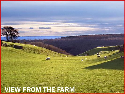 View from farm